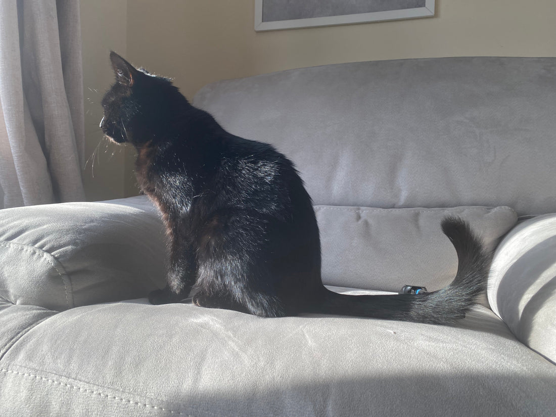 Cat sitting on a fabric sofa covered in cat hair