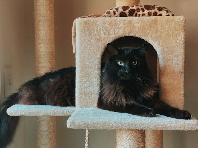 Cat using a scratching post tower instead of the sofa