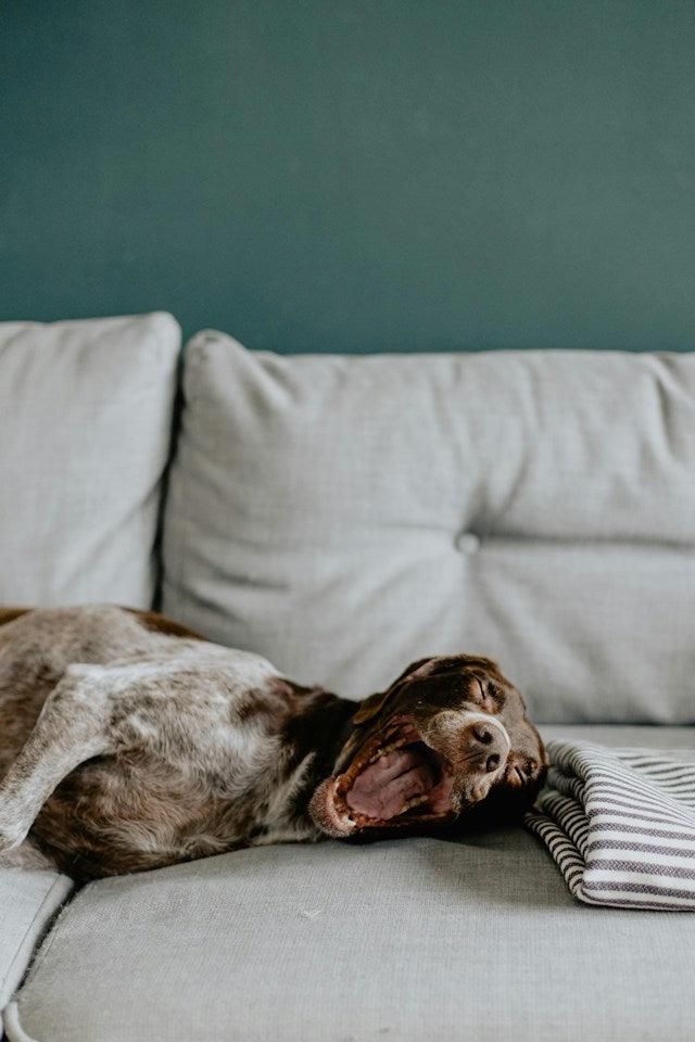 Dog next to a sofa showing scratch and chew damage