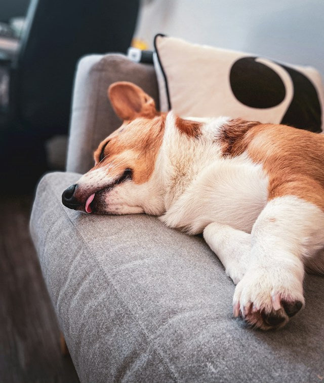 Dog sitting on a sofa covered in shed dog hair
